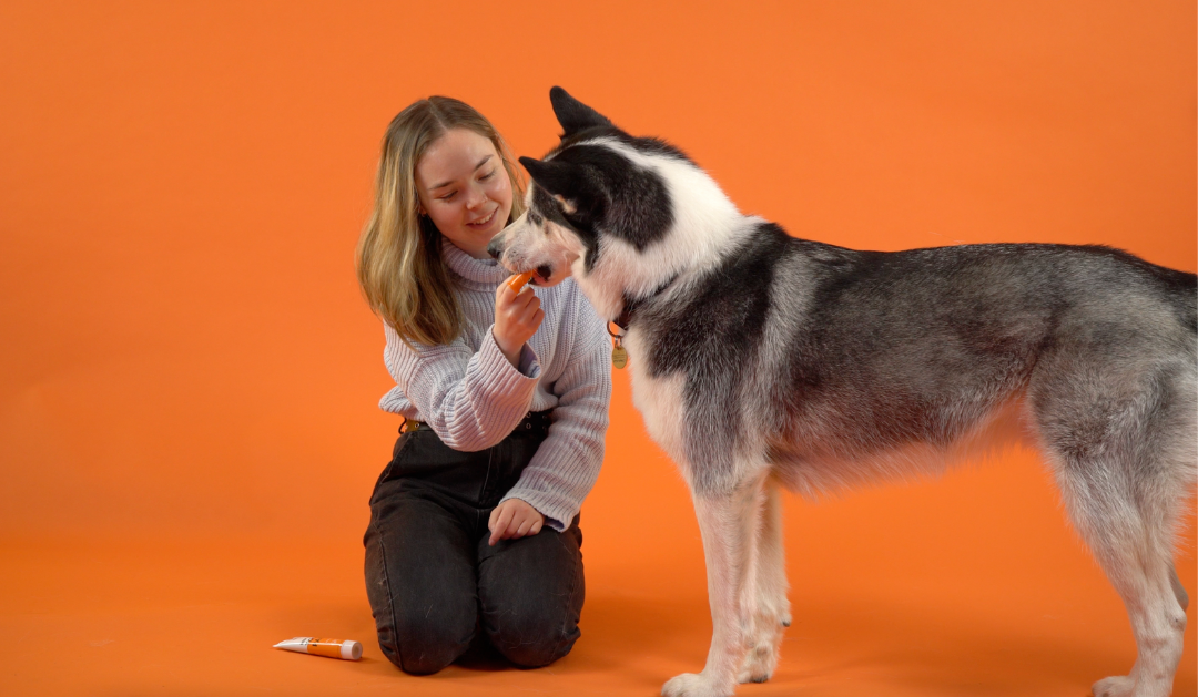 This Or That Toothbrush or Dental Cleaning Wipes OurPetsLife