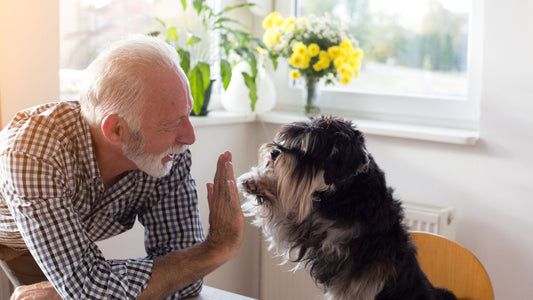 Caring for Senior Dogs: Navigating Their Golden Years with Love