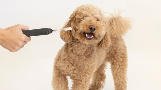 Which Dental Products Help Maintain Your Dog's Oral Health?