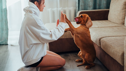 Enhancing Your Connection: Effective Communication with Your Furry Friend