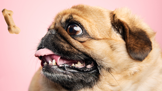 Fighting Canine Chubbiness: Causes, Treatment, and Prevention Tips for Dog Obesity