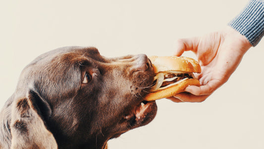 Foods Your Dog Should Never Eat: A Complete Guide to Keep Your Pup Safe and Healthy
