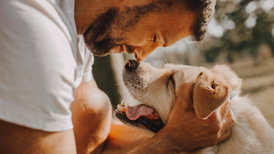 Healthy Dog Signs: A Comprehensive Guide to Canine Well-Being