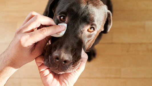 The Importance of Keeping Your Dog's Eyes Clean