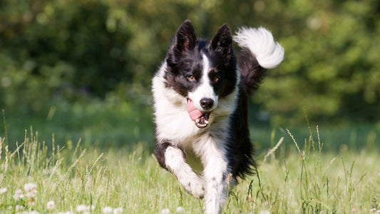 Maintain Your Dog's Joint Health: Preventive Measures