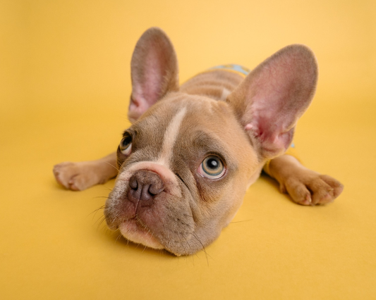 How Loud Noises & Environmental Changes Affect Your Dog