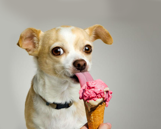 Dog Friendly Ice Cream!