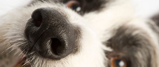 Nurturing Your Furry Friend: The Importance of Nose and Paw Care