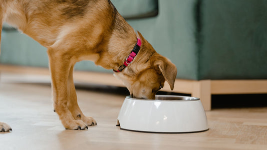 Nutrition 101: A Comprehensive Guide to Feeding Your Dog