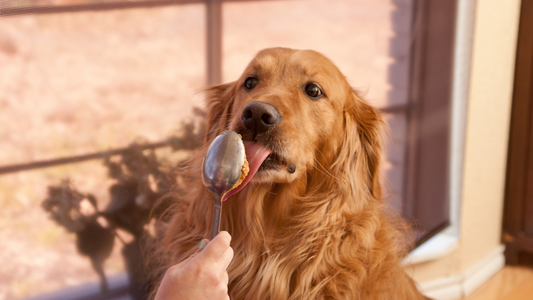 Peanut Butter Dog Treats: A Nutrient-Packed Delight for Your Pup