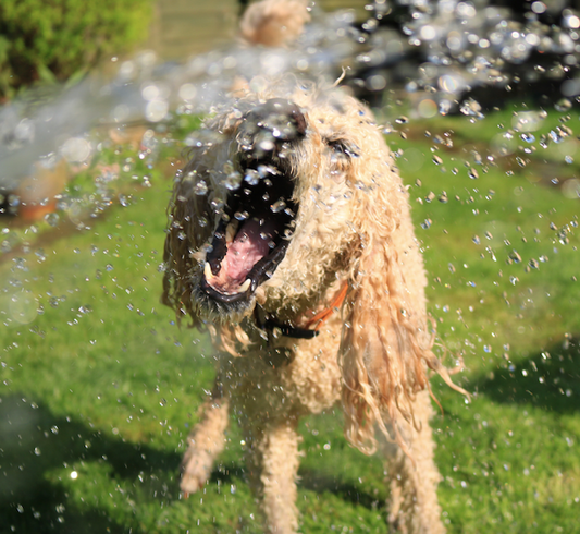 8 tips to keep your dog cool in summer
