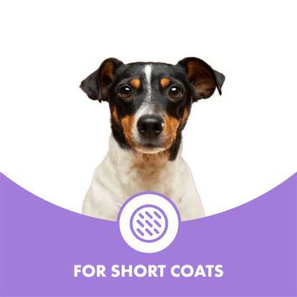 Conditioning Shampoo For Short Coat Dogs