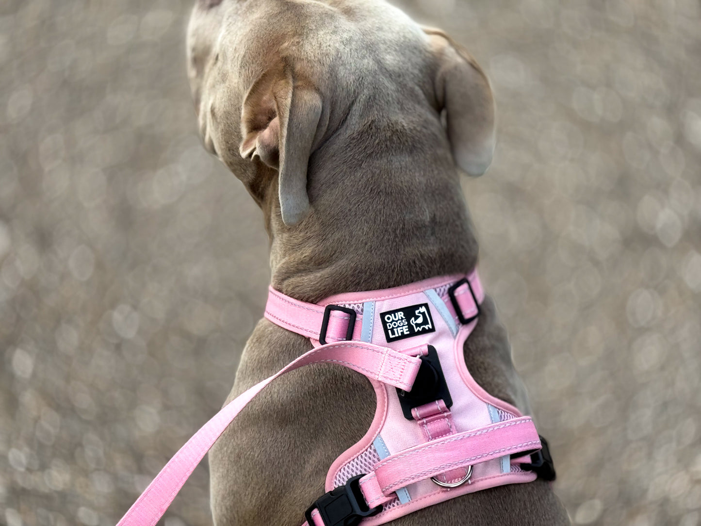 Easy Lock Harness Set