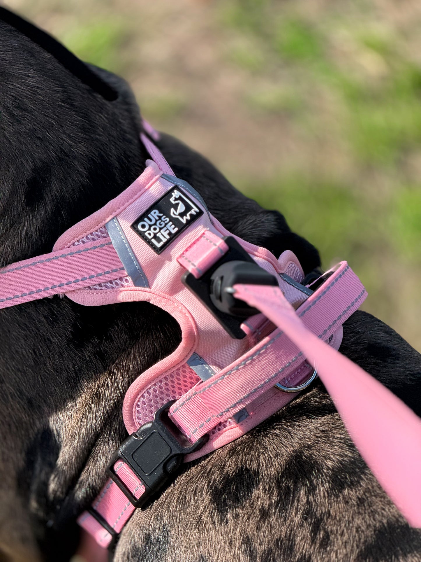 Easy Lock Harness Set