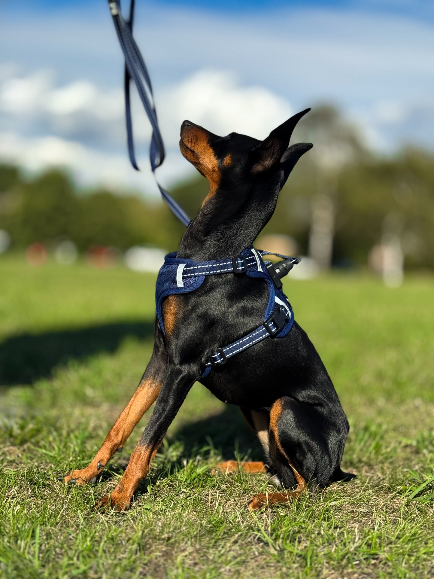 Easy Lock Harness Set