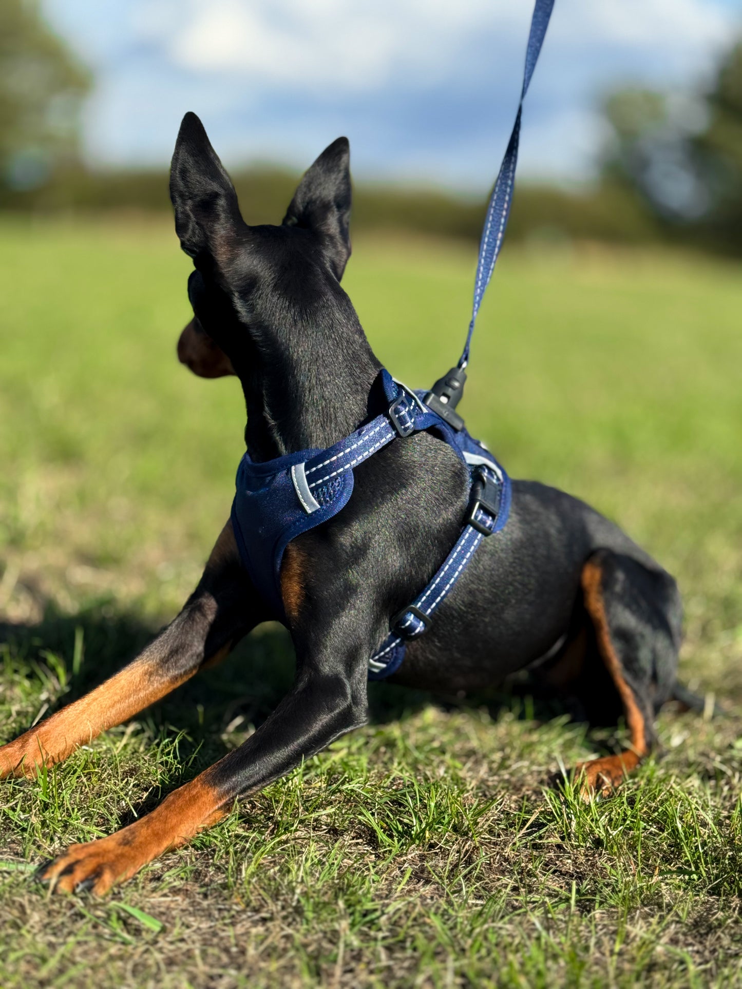 Easy Lock Harness Set