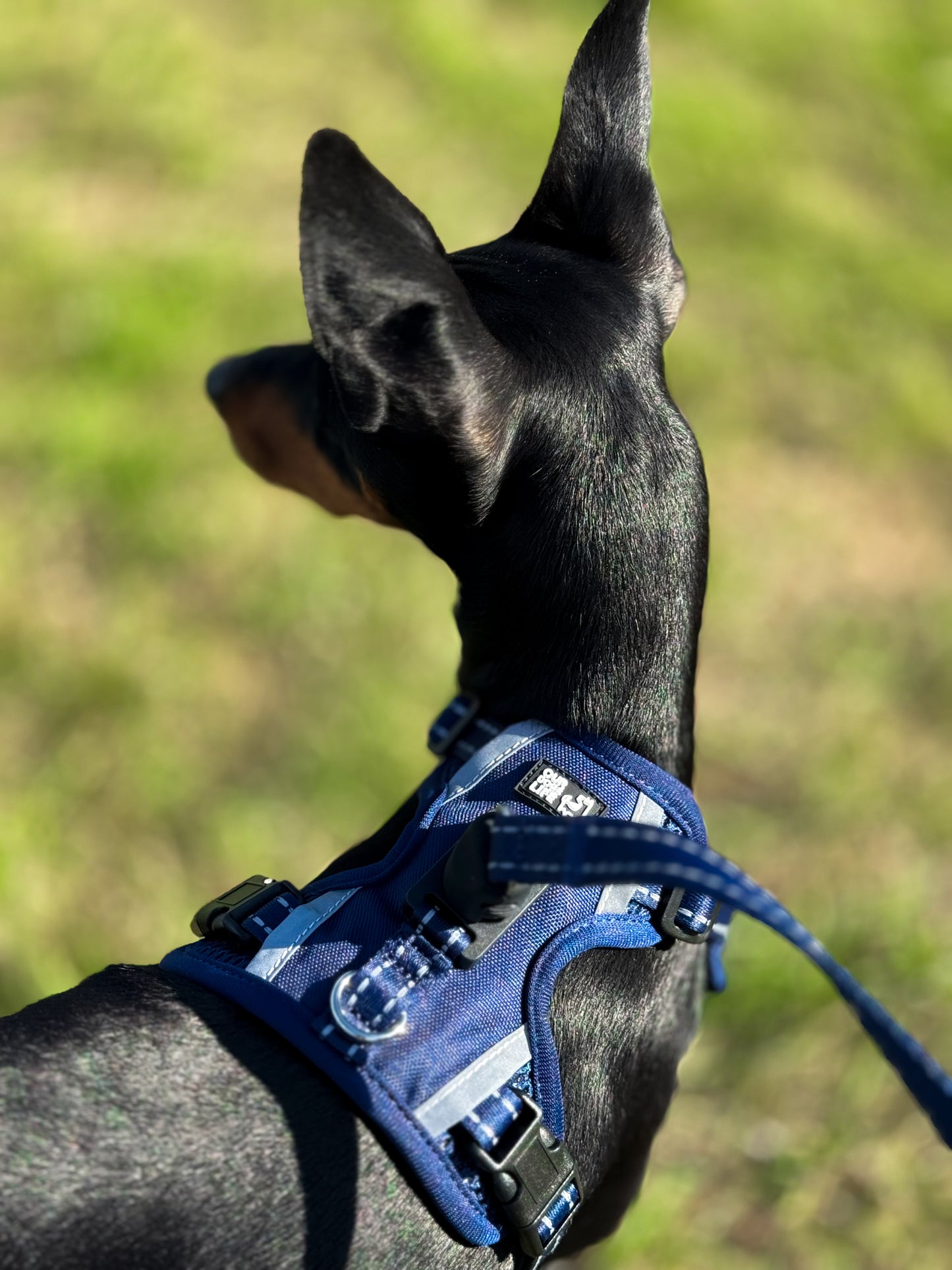 Easy Lock Harness Set