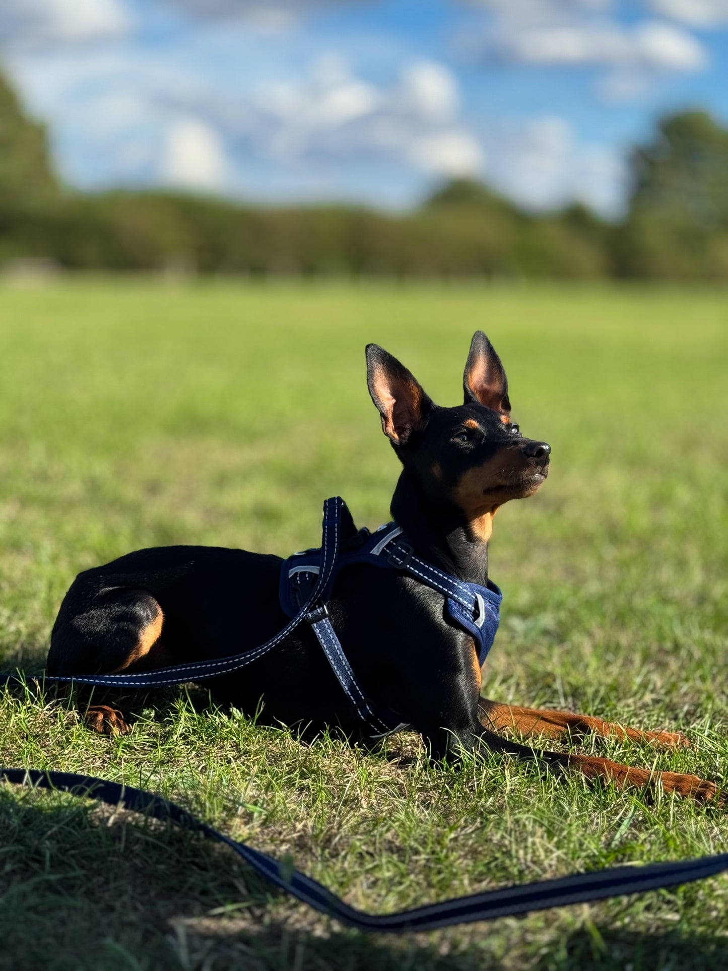Easy Lock Harness Set