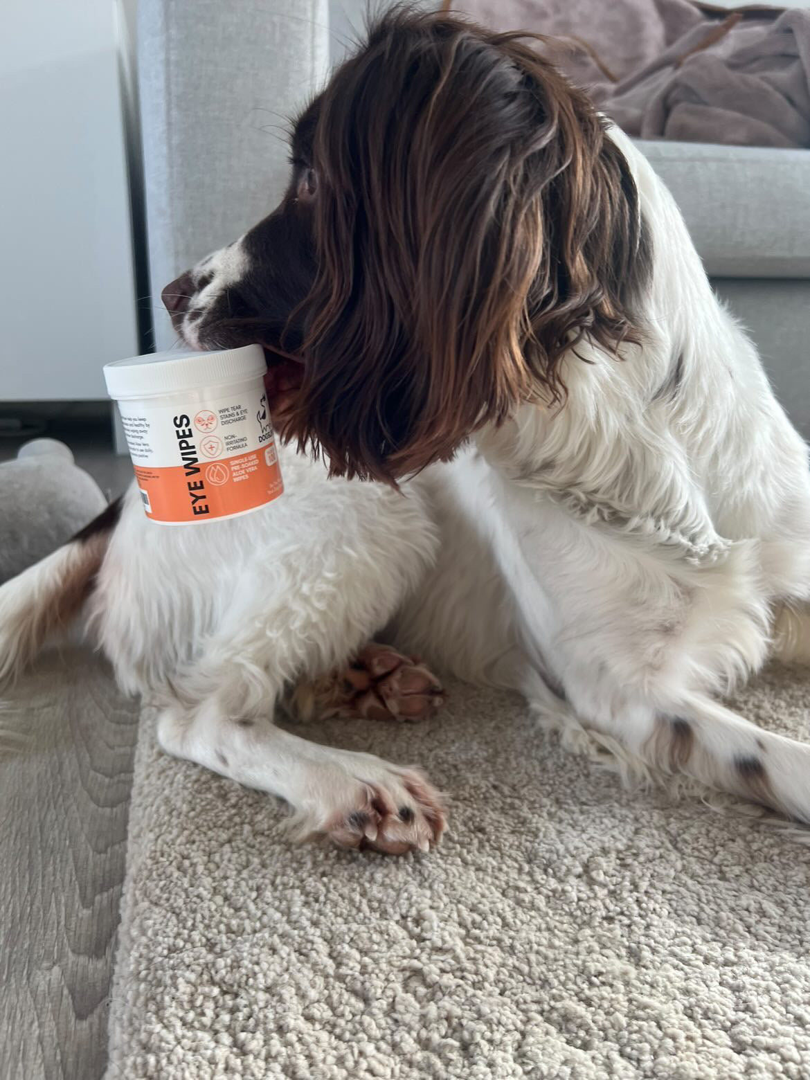Eye Wipes for Dogs