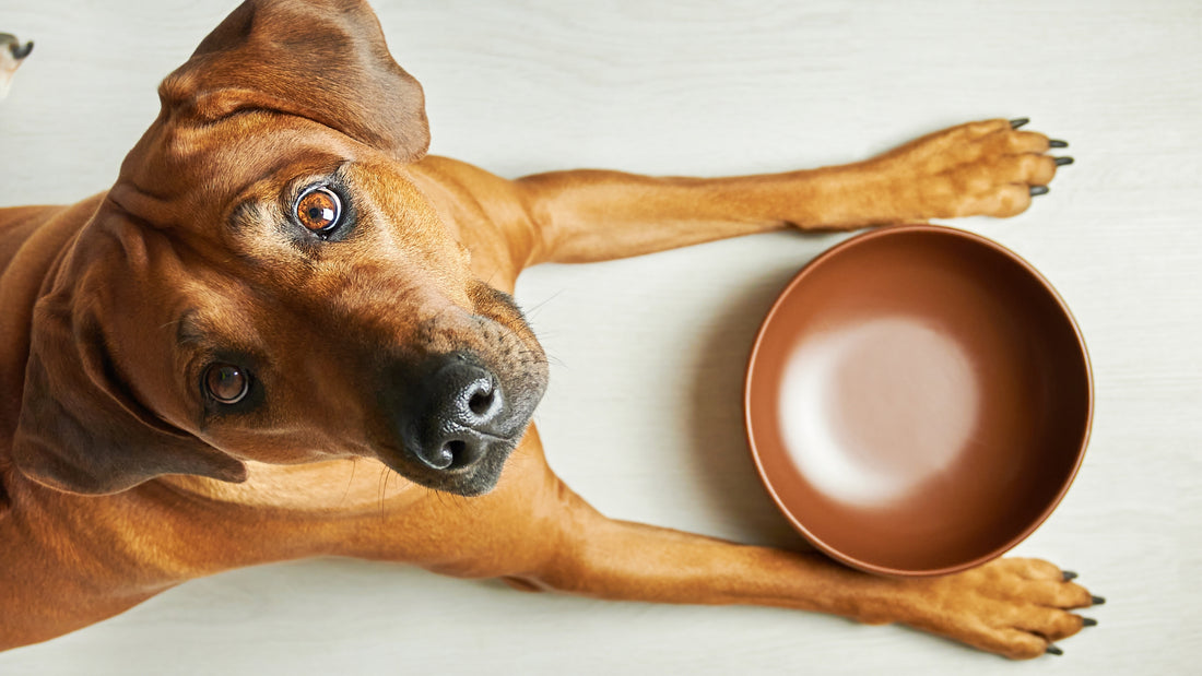 Should I Get a Slow Feeder Bowl for My Dog?