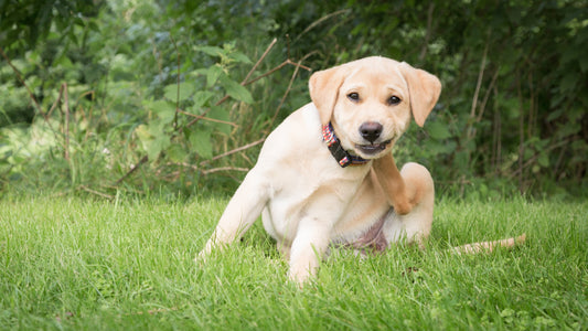 Choosing the Right Itch Relief Solution for Your Dog