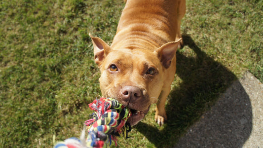 DIY Interactive Toys for Dogs: Engage Your Pup's Mind & Body