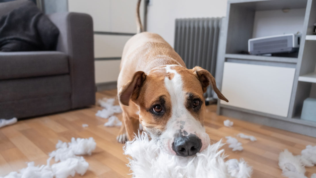 6 Effective Tips to Help Your Pup with Separation Anxiety