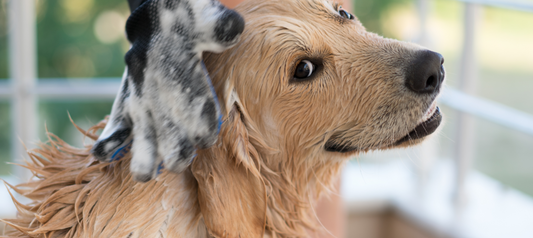 5 Reasons Why You Should Stay on Top of Your Dog's Cleaning Game