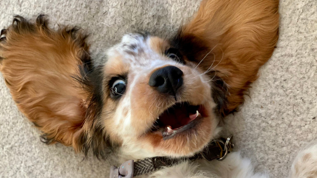 How Do You Know When It’s Time To Clean Your Dog’s Ears?