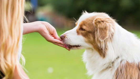 Healthy and Easy-to-Make Treats for Your Pup