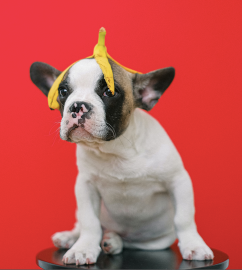 Treats to keep your dog cool this summer ☀️