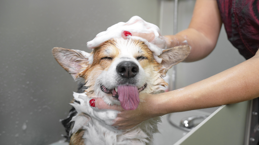 Dog grooming tops best sale uk