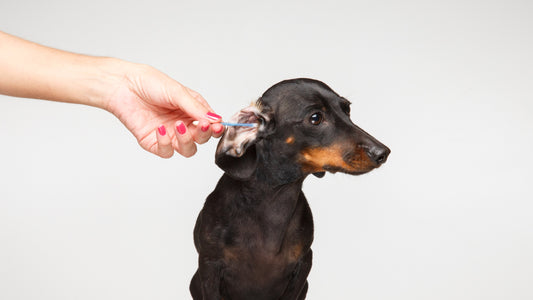 Why You Should Never Use Cotton Buds To Clean Your Dog’s Ears