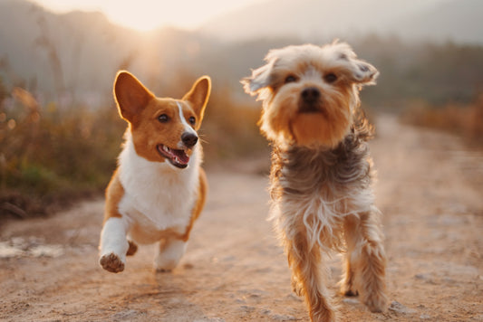 Don't Let Lockdown Disrupt Walks, Parks, and Fun!