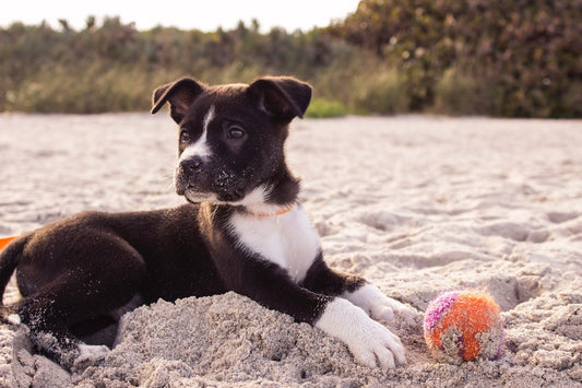 Wipe Away All Health Risks: 4 Dog Cleaning Wipes For Any Occasion