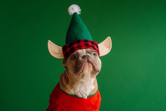 Purr-Fect Stocking Fillers For Your Pet Santa Sacks