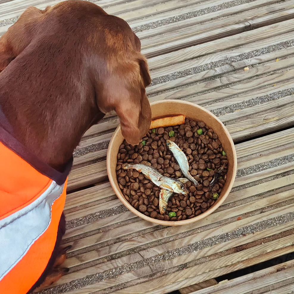 Fish & Chips Dog Bowl