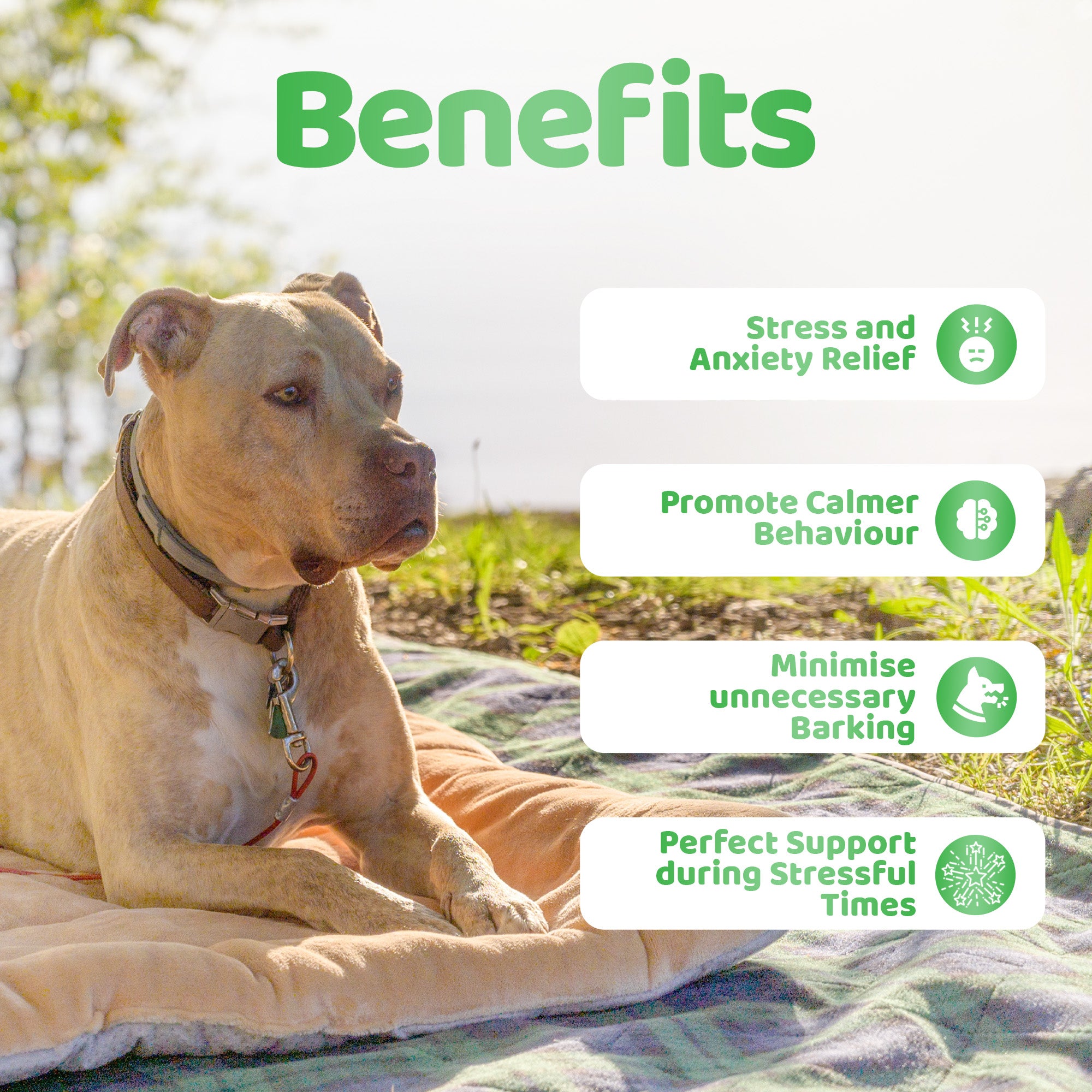 Calming dog deals collar uk