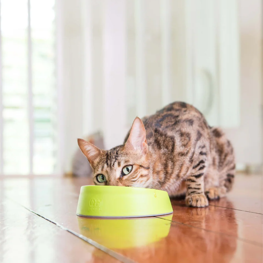 Cat eating bowl hotsell