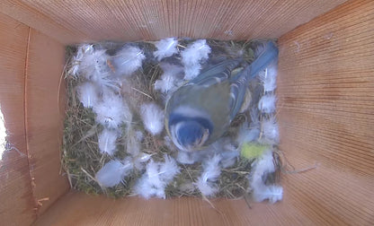 Nestera WiFi Bird Box Camera System