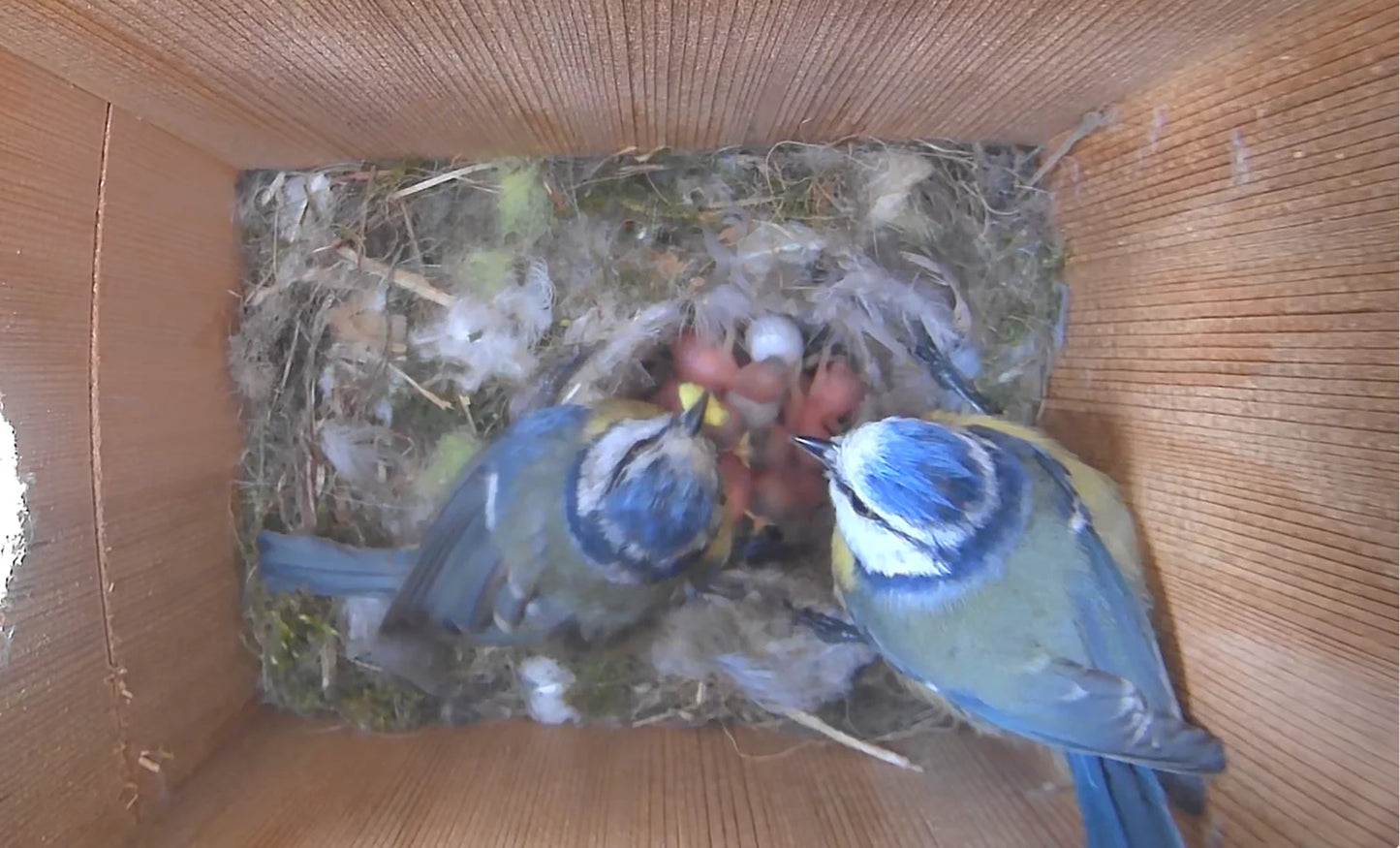 Nestera WiFi Bird Box Camera System