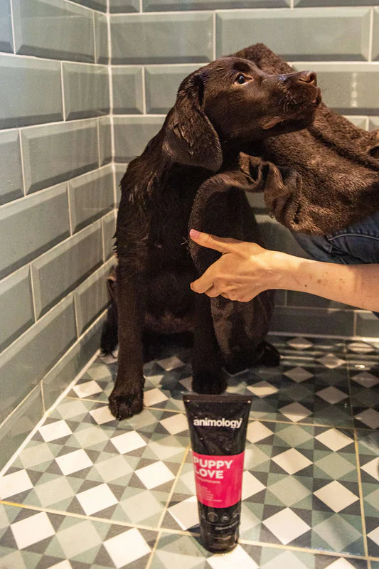 Animology Puppy Love Shampoo 250ml