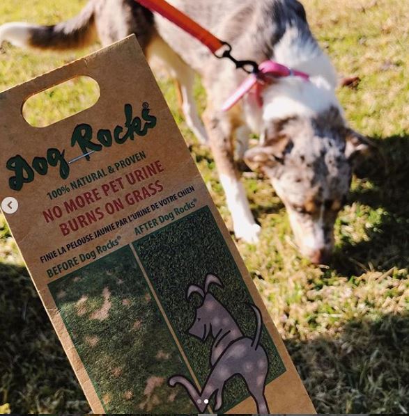 Dog Rocks 200g Pack