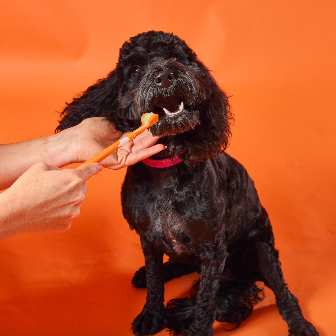 Buy Dog Toothpaste And Brush Online Next Day Delivery OurPetsLife