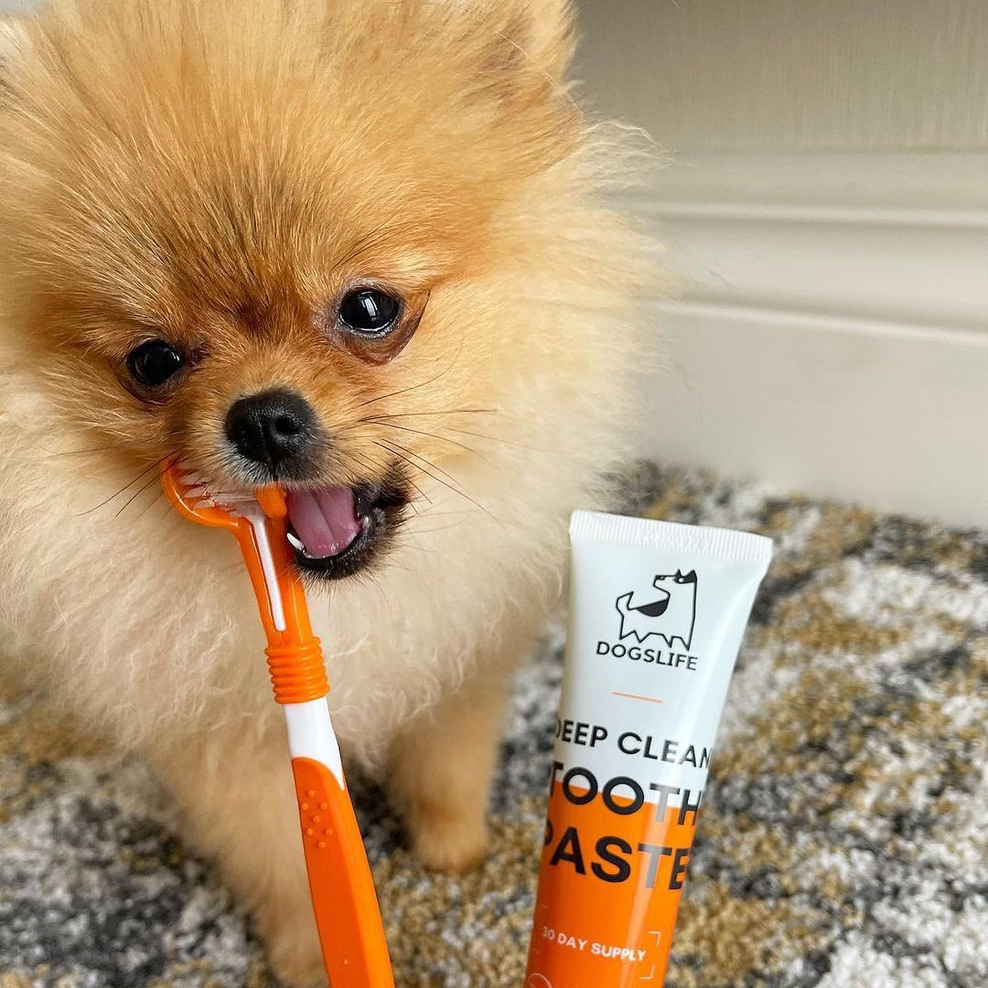 Deep Cleaning Dog Toothpaste Vet Approved OurPetsLife