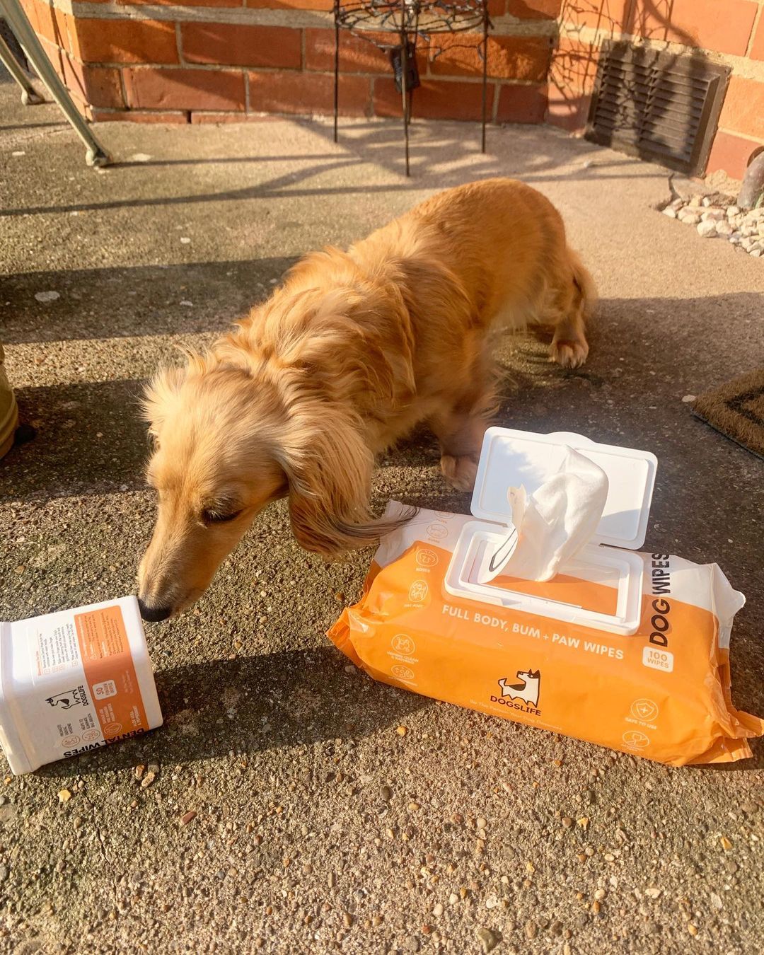 Antibacterial Dog Wipes Buy Online Today – OurPetsLife