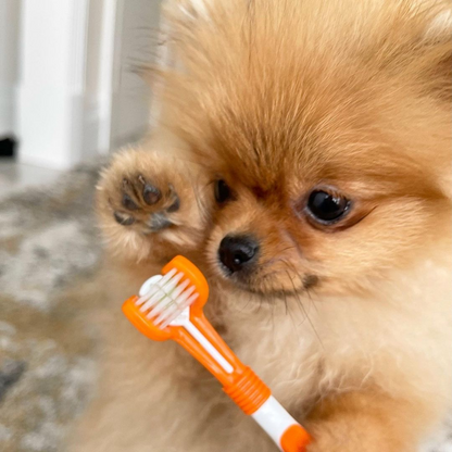Dog Toothpaste and Toothbrush Set