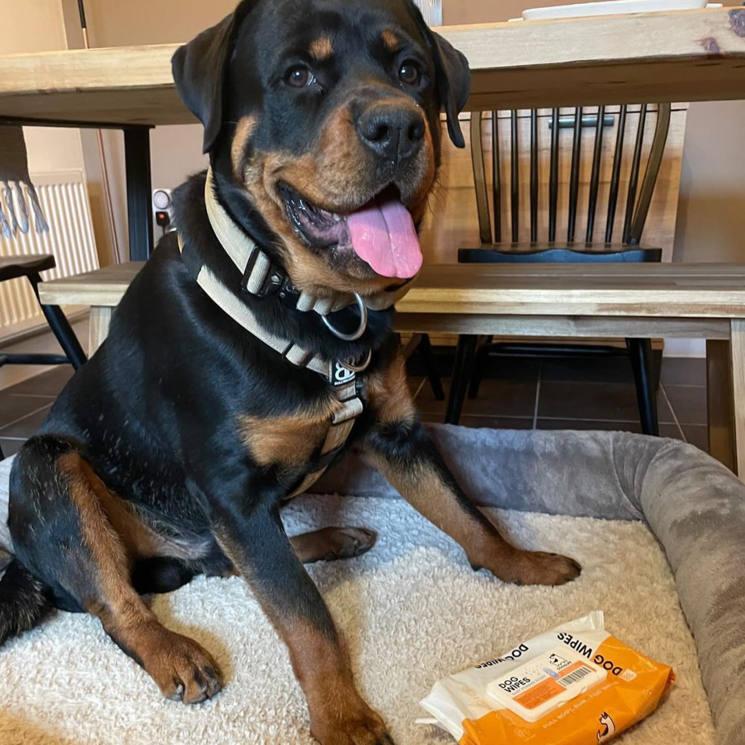Dog wipes store