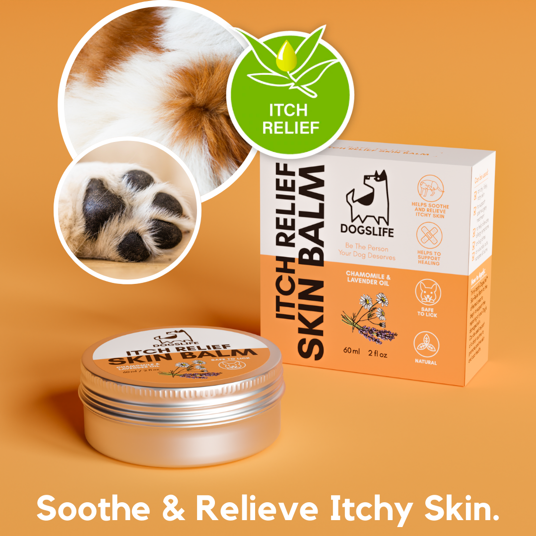 Itch meds for sales dogs