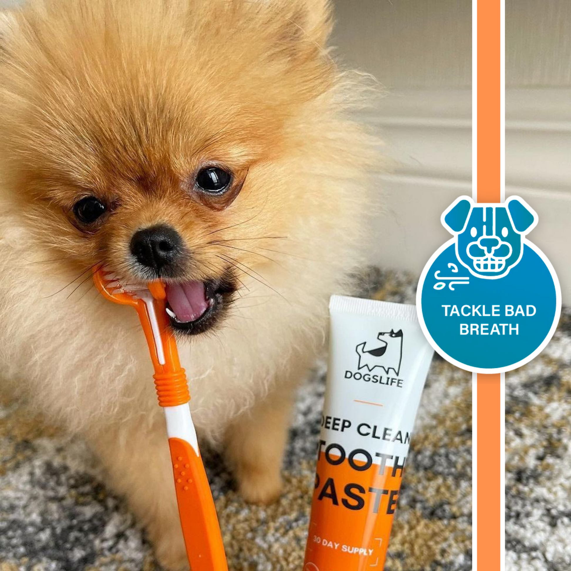 Dog dental care discount kit